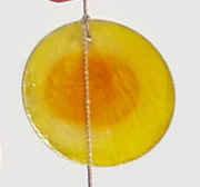 Muschelwindspiel gelb-orange-rot